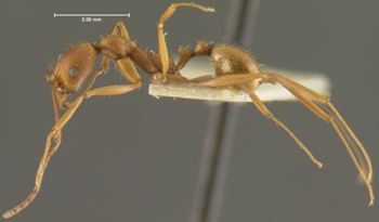 Media type: image;   Entomology 23136 Aspect: habitus lateral view